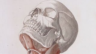 HeadampNeck Anatomy Lec  8  Radiology   Dr muath alzoubi [upl. by Soph]