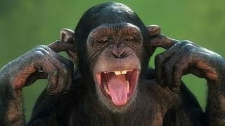 Arent monkeys just the funniest  Funny monkey compilation [upl. by Oulman]