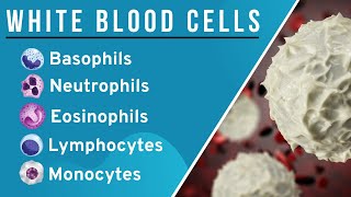 White Blood CellsLeucocytes WBCs in Hindi Structure and Function  Granulocytes Agranulocytes [upl. by Odnomar]