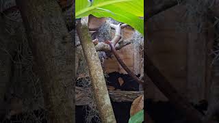 Corn Snake Exploring His New Home share reptiles trending shorts subscribe plants jungle 1k [upl. by Hoebart]