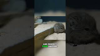 Say Hello to the Round Eared Elephant Shrew  Natures Speedster [upl. by Afira]