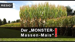 Maisernte 2022 EXTREM  Dieses MassenMaisMONSTER schlägt in der Maisernte sogar TopSorten [upl. by Nolyarg]