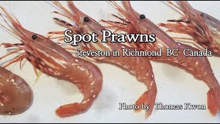 Spot Prawns  Steveston in Richmond BC Canada [upl. by Googins]