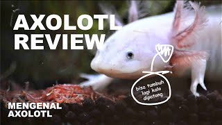 Mengenalreview Axolotl [upl. by Adleme]