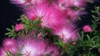 Calliandra Brevipes Pink Lilian Kaliandra Mikro Bonsai [upl. by Gnoud]