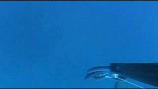 Epinephelus guaza spearfishing video [upl. by Kylah221]