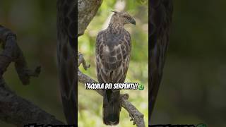 Laquila dei SERPENTI snake serpente animals eagles eagle snakeseverywhere [upl. by Burnard]