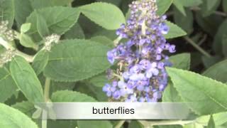 Buddleia Flutterby Petite [upl. by Matthiew624]