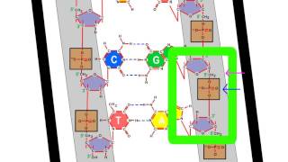 Estrutura do DNA  Pareamento das bases nitrogenadas e ligação fosfodiéster [upl. by Notsahc796]