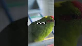 Hilarious Parrot Prank on Reddit by subscribes Workspace reddit facts redditrecap redditdown [upl. by Fogg]