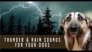 Storm Thunder and Rain Sound Dog Desensitization Sound Noise for Puppy Dog Socialization [upl. by Derraj626]