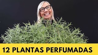 12 Plantas perfumadas para deixar a sua casa e jardim ainda mais charmoso jardinagem paisagismo [upl. by Kreegar]