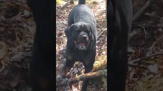 Rottweiler my stick [upl. by Giesser]