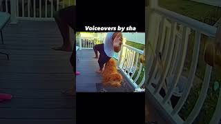 Package check Comedy voiceovers by sha😂😂😂😂 [upl. by Edge]