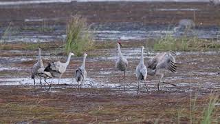 Sandhills Dancing 1 [upl. by Keg]