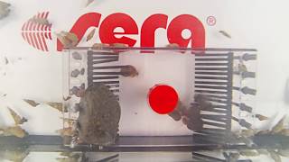 sera snail collect Time Lapse [upl. by Kcinnay]