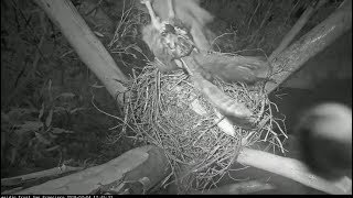 Presidio RTH Cam  Redtailed Hawk Ambushes Great Horned Owl At Nest w SLO MO 2419 [upl. by Clementius]