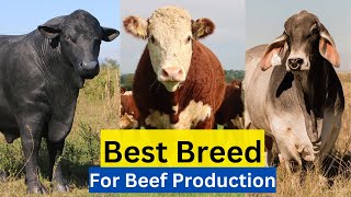 Top 5 Best Cattle Breed For Meat In The World [upl. by Poler228]