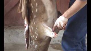 Deer Skinning for Shoulder Mount [upl. by Anifur111]