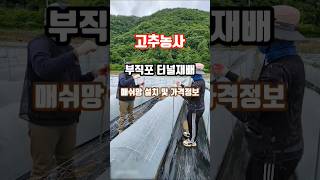 고추터널재배 고추망 규격 가격정보 괴산 자연특별시 고추망 고추농사 고추재배 shorts [upl. by Asiul328]