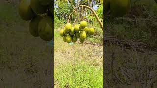 Spondias mombin rarefruits fruit புளிச்சக் காய் [upl. by Pinebrook54]