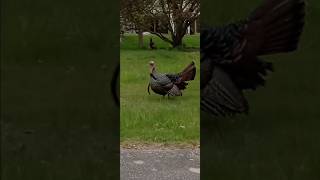 MASS SPRING TURKEY SEASON OPENER 2024FRONT YARD UNTOUCHABLE TROPHIESCOMEDY [upl. by Alyakcm688]