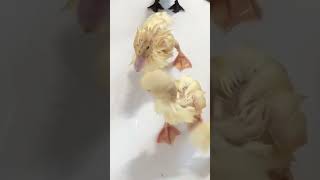 Tiny Ducklings Take a Bath – Warning HeartMelting 🐥❤️ [upl. by Anastase]