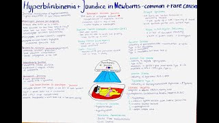 Hyperbilirubinemia  Jaundice in Newborns  common  rare causes [upl. by Lehcyar305]