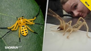 Los 13 insectos más extraños del mundo Por el 3 pagan millones de dólares [upl. by Corvin]