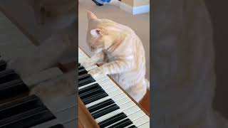 Like na dile gan gaitam ny😏song cat catshorts cats catlover funny funnyvideo sylheti versio [upl. by Eisinger803]