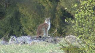 LODJUR Lynx Lynx Eurasian lynx Klipp  342 [upl. by Deming]