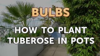 How to Plant Tuberose in Pots [upl. by Ottie]