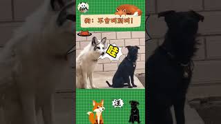 當狐狸學狗叫，狗子：不會叫別叫！誰來管管啊 What does the fox say 狐狸 fox funnyanimals cute 搞笑 搞笑動物 [upl. by Rabush694]