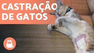 CASTRAR GATOS 🐱✂️ Idade PRÓS E CONTRAS [upl. by Martin755]