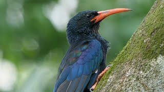 Wood Hoopoe birds mandaibirdparadise [upl. by Annij345]