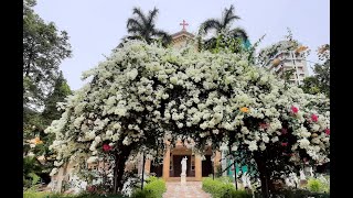 St Peters Church Bandra  Holy Mass Monday 15th August 2022 900 am [upl. by Rivy19]