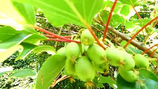 Actinidia arguta [upl. by Thury]