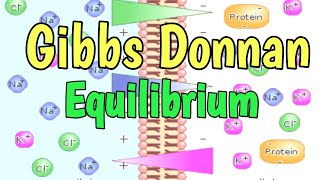 Gibbs Donnan Equilibrium  Donnan Membrane Equilibrium [upl. by Ephraim]