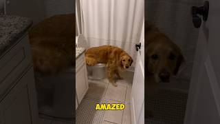 The Dog Peed On The Toilet dog cute viralvideo [upl. by Panthia977]