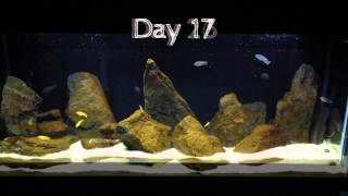 African Cichlid Algae Progress 2 Months [upl. by Albur]