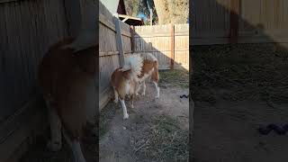 St Bernards Shrek and Fiona [upl. by Maddock]