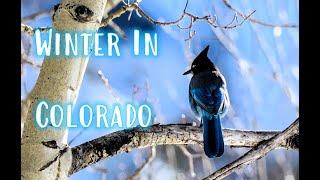 Winter in Colorado [upl. by Arec401]