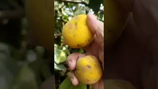 Santol pala [upl. by Sirraj]