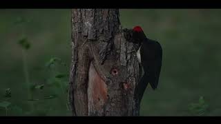 Whitebellied Woodpecker  4K  Sony FX6 [upl. by Oilisab]