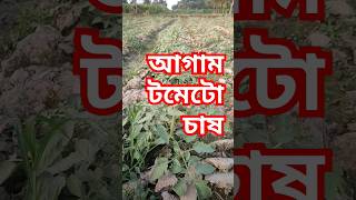 আগাম টমেটো চাষshortsfeed agronomist farming villageagro agrofarm nature tree bakuliaagrofrm [upl. by Liana]