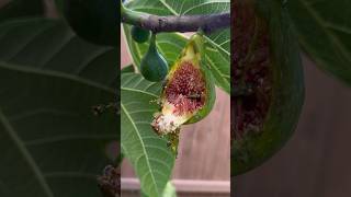 Squirrels Ate Some Of The Figs figs gardeningtips desertking fig shorts [upl. by Kurr]