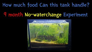 9 MONTH long Nowaterchange experiment How much food can my tank handle without waterchanges [upl. by Michelle]