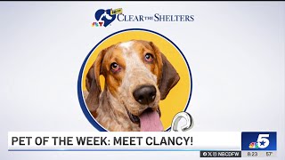 Pet of the Week Clancy  NBCDFW [upl. by Weitzman626]