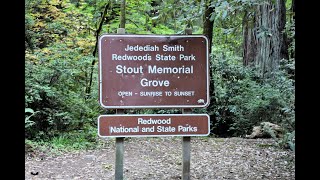 STOUT MEMORIAL GROVE JEDEDIAH SMITH REDWOODS STATE PARK 2022 [upl. by Syramad]