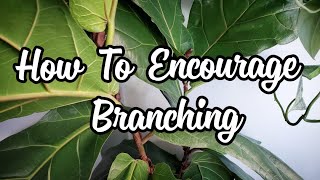 Fiddle Leaf Fig Branching [upl. by Ylrad506]